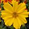 Coreopsis L'il Bang&trade; 'Goldilocks'