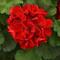 Pelargonium x hortorum Galaxy&trade; Dark Red Improved
