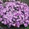Phlox 'Pink Parasol'