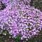 Phlox 'Plumtastic'