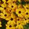 Coreopsis Permathread&trade; 'Butter Rum'