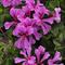 Pelargonium peltatum Glacier&trade; Compact Amethyst+Eye