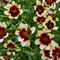 Coreopsis verticillata Designer Threads&trade; 'Creamy Calico'