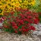 Coreopsis verticillata Designer Threads&trade; 'Scarlet Ribbons'