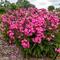 Phlox paniculata Luminary&reg; 'Pink Lightning'