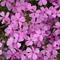 Phlox Spring Splash&trade; Pink