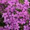 Phlox Spring Splash&trade; Violet