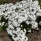 Phlox paniculata 'Baby Doll White'