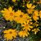 Coreopsis UpTick&trade; Gold