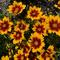 Coreopsis UpTick&trade; 'Gold & Bronze'