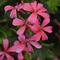 Pelargonium peltatum 'Balcon Pink Imp'