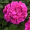 Pelargonium Solera&trade; Lavender