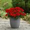 Pelargonium Solera&trade; Red