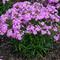 Phlox 'Forever Pink'