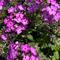 Phlox paniculata Flame&trade; 'Purple Eye'