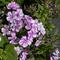 Phlox paniculata Bambini&reg; Lucky Lilac