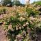 Abelia 'Peach Perfection&reg;'