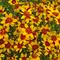 Coreopsis Sizzle & Spice&reg; 'Curry Up'