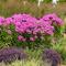 Phlox paniculata Garden Girls&trade; 'Dream Girl'