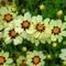 Coreopsis UpTick&trade; 'Cream & Red'