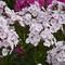Phlox paniculata Garden Girls&trade; 'Party Girl'
