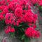 Phlox paniculata 'Younique Orange'
