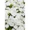 Phlox paniculata Flame&trade; Pro White