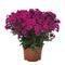 Phlox paniculata 'Early&reg; Magenta'
