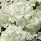Phlox drummondii Southern Blaze™ White