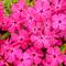 Phlox drummondii Southern Blaze™ Bright Pink