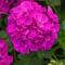 Pelargonium Solera&trade; Purple