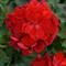 Pelargonium Solera&trade; Dark Red