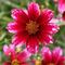 Coreopsis verticillata Permathread™ 'Cherry Blast'