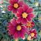 Coreopsis Li'l Bang™ 'Enchanted Red'