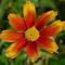 Coreopsis Li'l Bang™ 'Orange Elf'