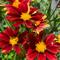 Coreopsis Li'l Bang™ 'Riding Hood'
