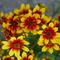 Coreopsis Satin & Lace™ 'Red Tapestry'