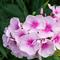 Phlox paniculata Volcano® Blush