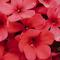 Phlox paniculata Early Start™ Red
