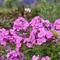 Phlox paniculata Luminary® 'Evening Glow'