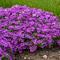 Phlox 'Rocky Road Grape'