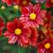 Coreopsis Big Bang&trade; 'Radioactive'