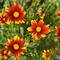 Coreopsis L'il Bang&trade; 'Sun Splash'