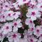 Phlox paniculata Volcano&reg; 'White with Rose Eye'