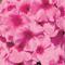 Phlox paniculata Volcano&reg; 'Pink with Red Eye'
