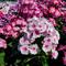 Phlox paniculata Volcano&reg; 'Medley'