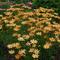 Coreopsis verticillata 'Sienna Sunset'
