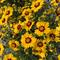 Coreopsis grandiflora 'Radiant Velvet in Gold'