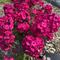 Phlox paniculata Flame&reg; 'Bordeaux Red'
