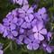 Phlox Candy Cloud&trade; Blue